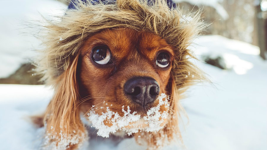 Zašto psi jedu sneg? 1
