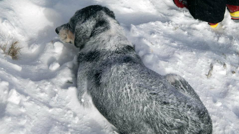 Povređenog psa planinari spasili od smrzavanja 1
