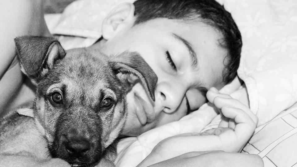 Šta se dešava ako spavate sa svojim psom? 1