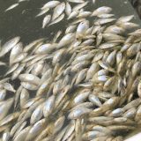 Ribolovci: Država da zaustavi nelegalni izlov ribe na Dunavu kod Bezdana i Apatina 3