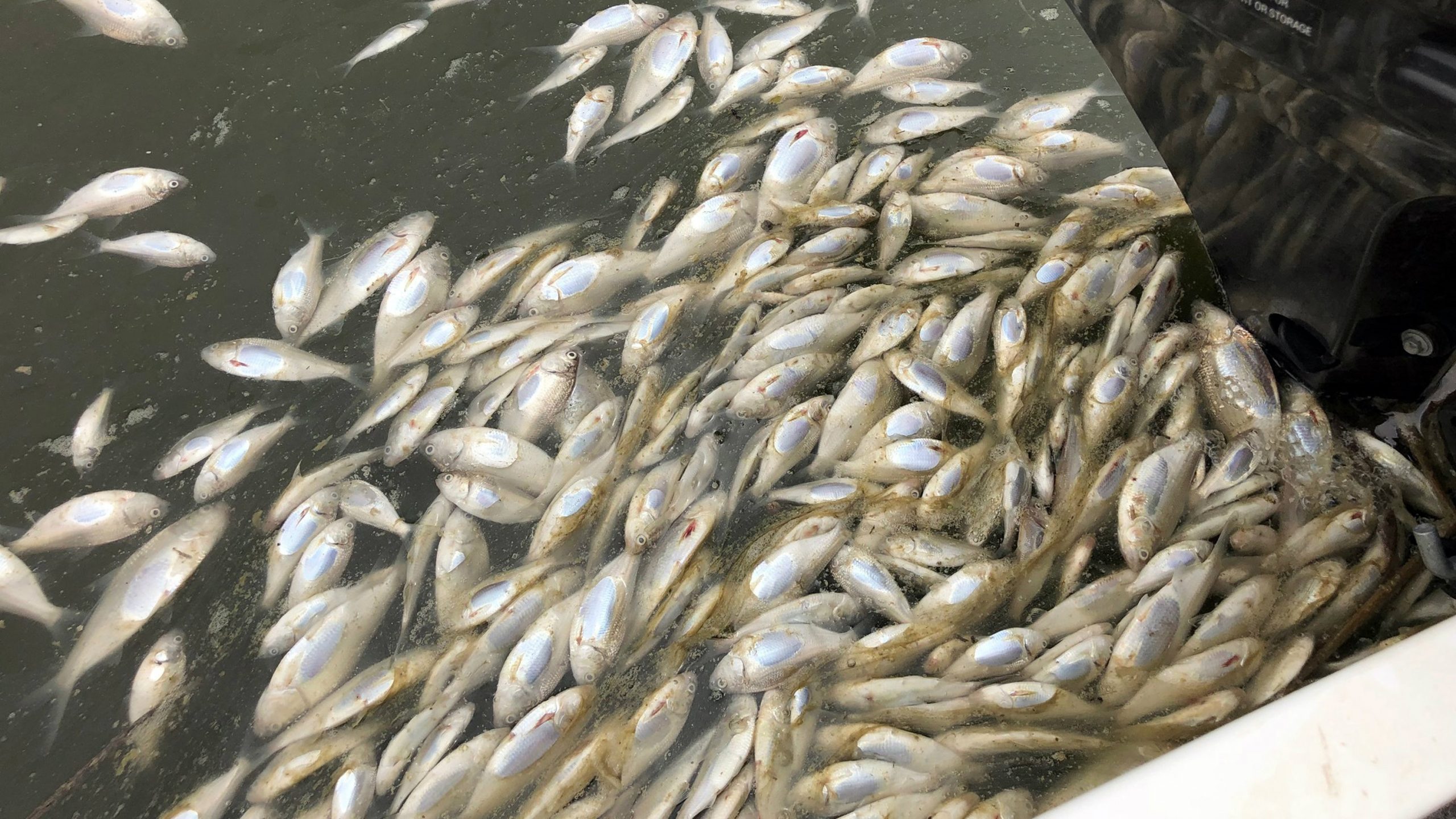 Ribolovci: Država da zaustavi nelegalni izlov ribe na Dunavu kod Bezdana i Apatina 1