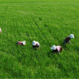 SSP: Država da omogući rad na njivi tokom policijskog časa 4