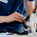 Kada treba voditi mačku kod veterinara? 10