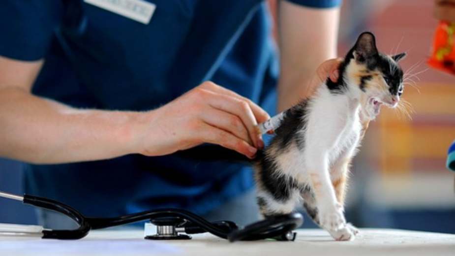 Kada treba voditi mačku kod veterinara? 1