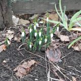 Procvetale prve visibabe u zaječarskim baštama 11