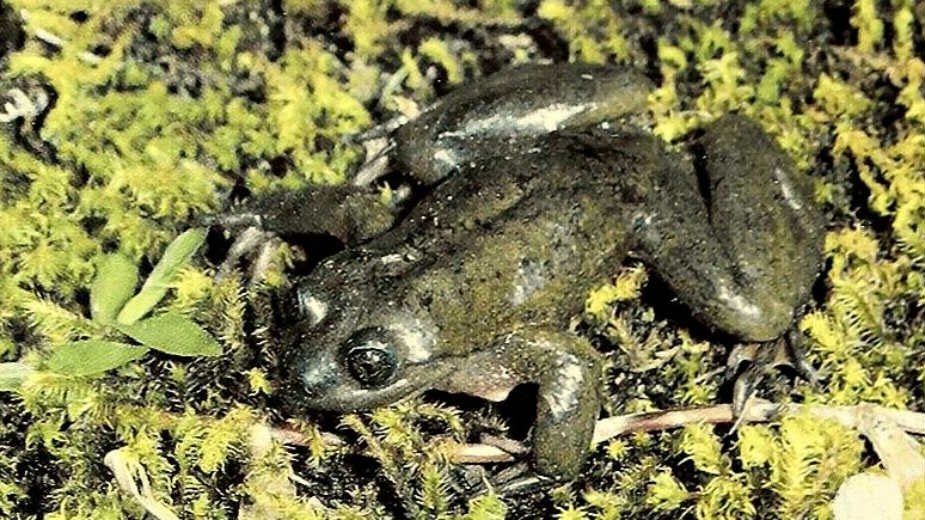 Kako je najusamljenija žaba na svetu prestala to da bude (1. deo) 1