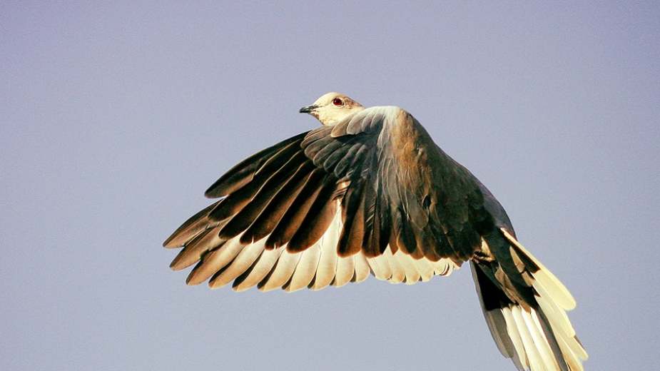 Preminuo Zoran Zetović Zeta 1