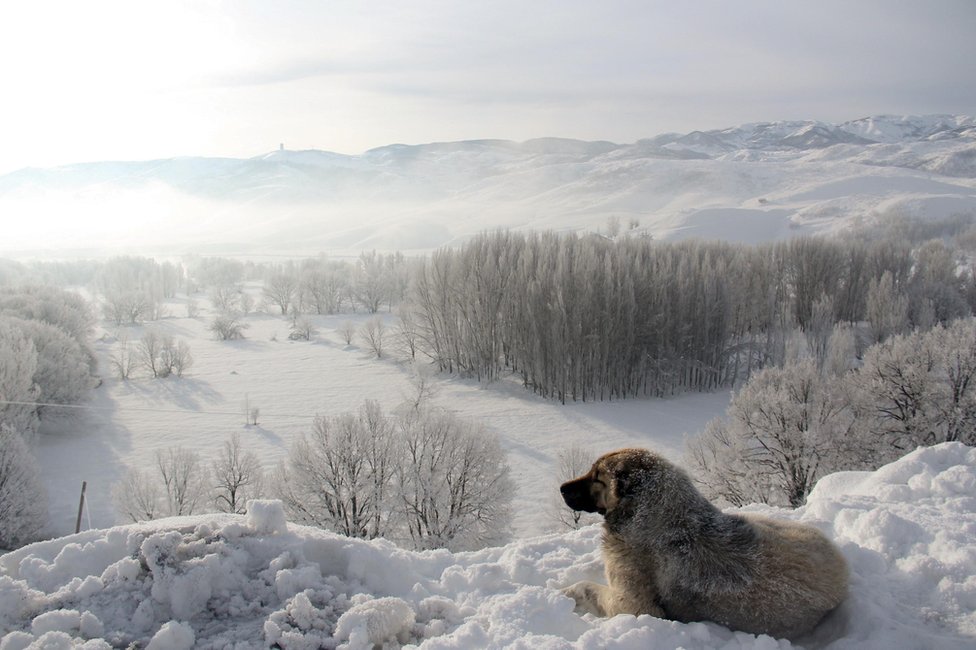 A dog looking out at a snow-covered scene
