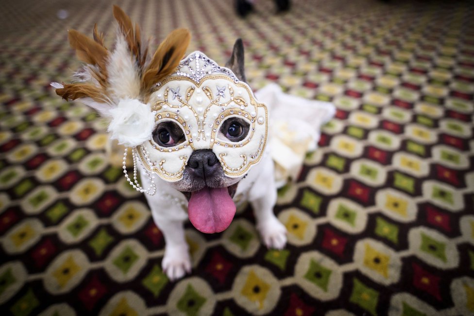 A dog is dressed in a masked carnival costume