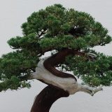 Japan: Bračnom paru ukradeno 400 godina staro bonsai drvo 10