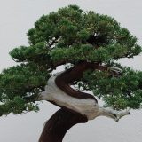 Japan: Bračnom paru ukradeno 400 godina staro bonsai drvo 4
