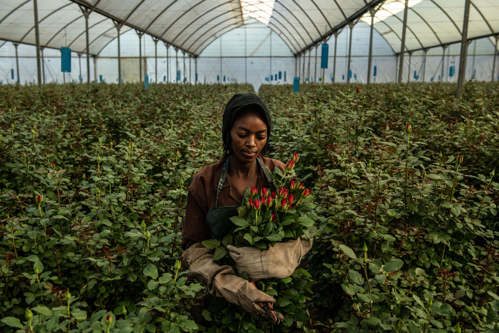 žena bere ruže u Keniji