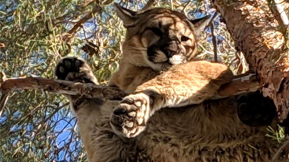 Kalifornija: Vatrogasci spasili pumu sa drveta 1 A cougar resting on a branch about 50ft above the ground in San Bernardino, California