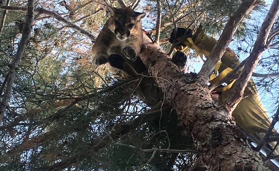 Kalifornija: Vatrogasci spasili pumu sa drveta 2 The mountain lion was rescued by firefighters using a ladder