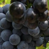 Vino je kao žena... 13