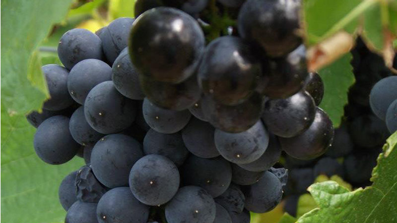 Vino je kao žena... 1 Vino je kao žena... 1