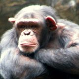 Šimpanze koje „govore“ kao ljudi 11