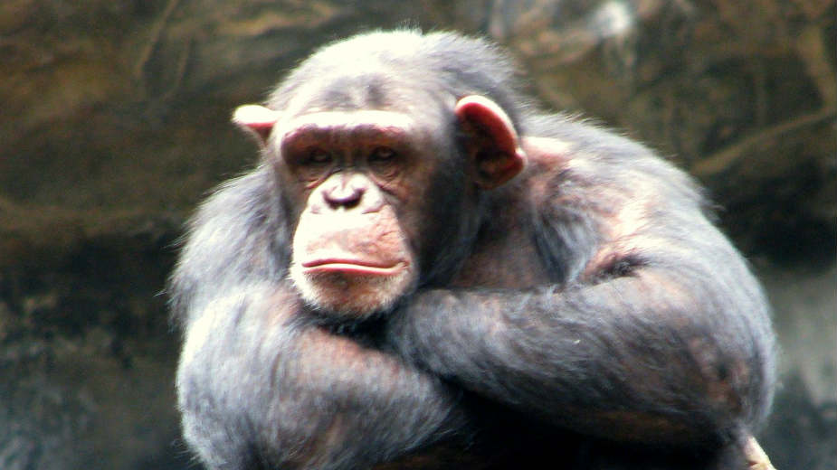 Šimpanze koje „govore“ kao ljudi 1