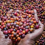 Divljoj kafi preti nestanak usled klimatskih promena (2.deo) 5