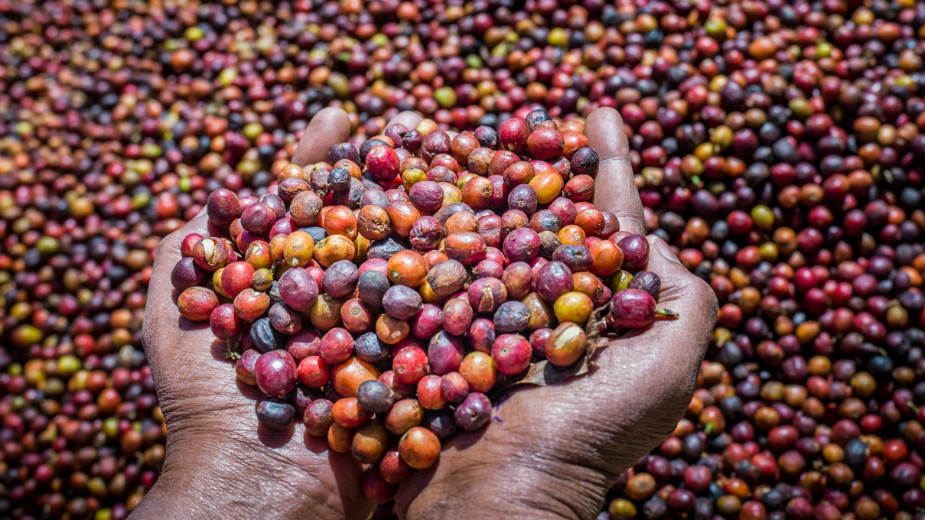 Divljoj kafi preti nestanak usled klimatskih promena (2.deo) 1