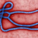 Kako lažne vesti otežavaju borbu sa ebolom 13