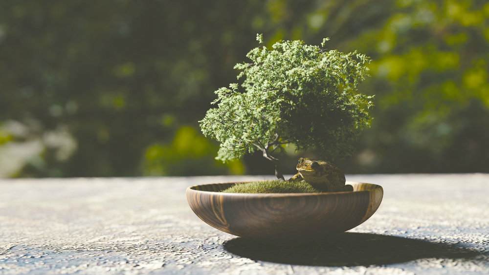 Japan: Bračnom paru ukradeno 400 godina staro bonsai drvo 1