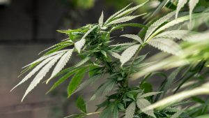 Kako EU planira da spreči zloupotrebu kanabisa 2