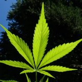 Roditelji u Nemačkoj zabrinuti zbog vladinog plana da legalizuje kanabis 4