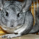 ORCA: 88 odsto građana protiv gajenja i ubijanja krznašica 1