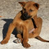 Najčešći problemi sa repom kod pasa 2