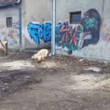 U ulici Đure Salaja u Zaječaru posečen drvored 10