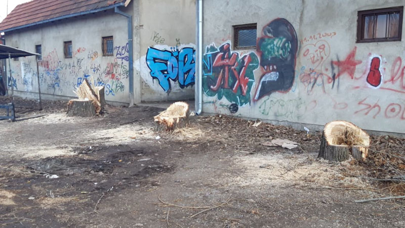 U ulici Đure Salaja u Zaječaru posečen drvored 1