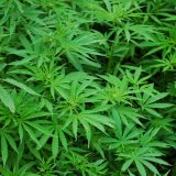 Uprava carina: U pograničnom pojasu sa Crnom Gorom zaplenjeno 42 kilograma marihuane 13