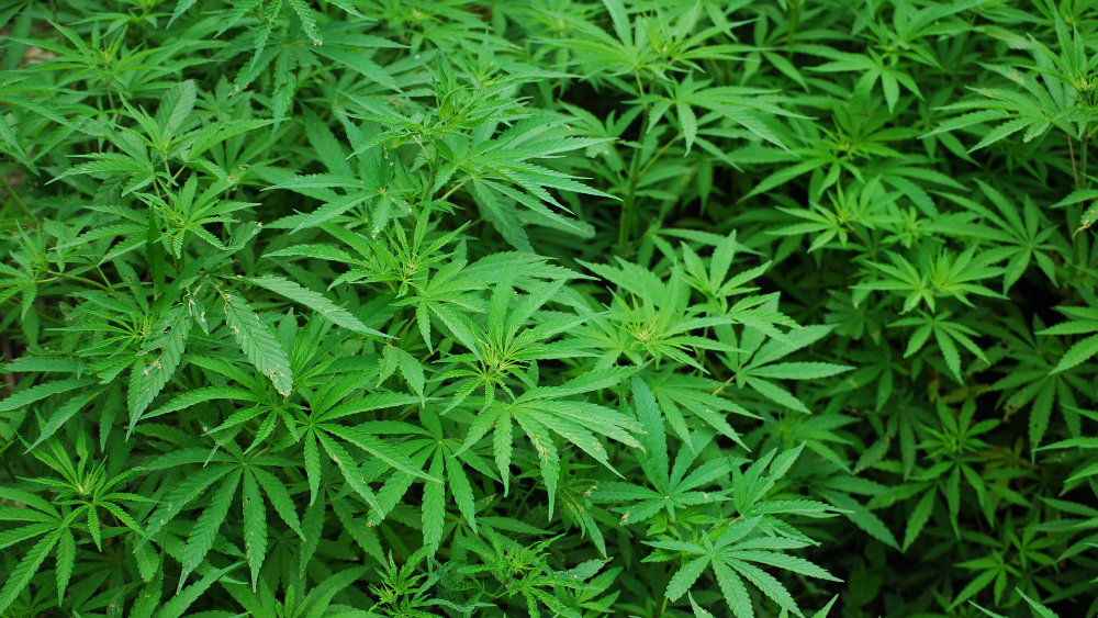 Uprava carina: U pograničnom pojasu sa Crnom Gorom zaplenjeno 42 kilograma marihuane 1