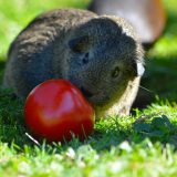 Koje voće i povrće smeju da jedu morski prasići? 9