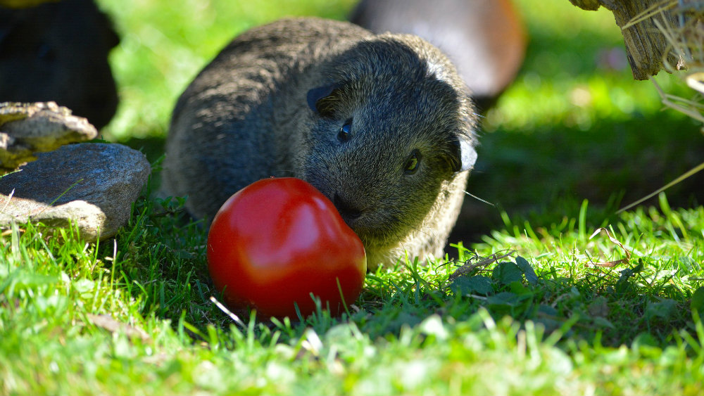 Koje voće i povrće smeju da jedu morski prasići? 1