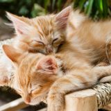 Koliko puta mačka može da se omaci tokom jedne godine? 11