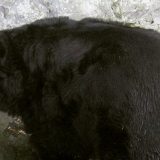 Kraj zime - medved Miša izašao iz jazbine 10