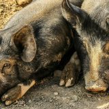 Afrička kuga svinja u selu Aleksandrovac kod Negotina 12