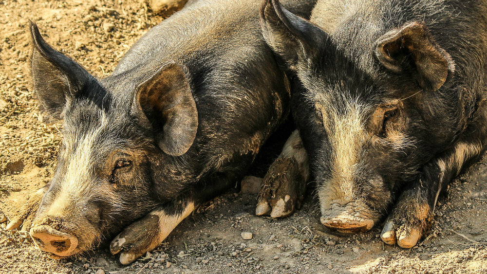 U Severnoj Makedoniji potvrđena pojava afričke svinjske kuge 1