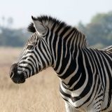 Zebrine pruge odbijaju muve 6