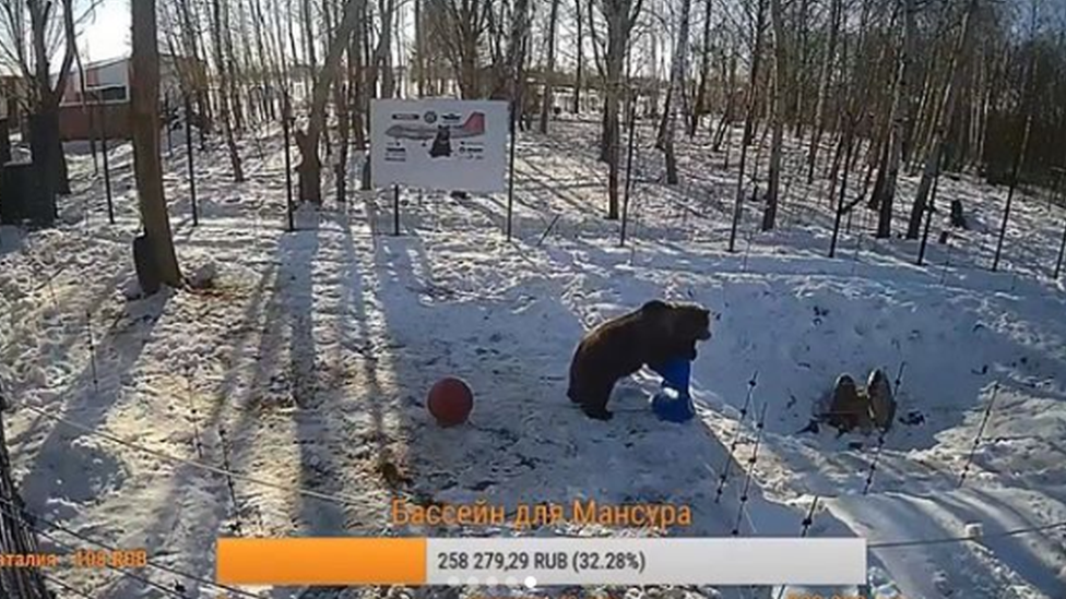 Manser, medved u Rusiji koji živi na aerodromu, 2019.