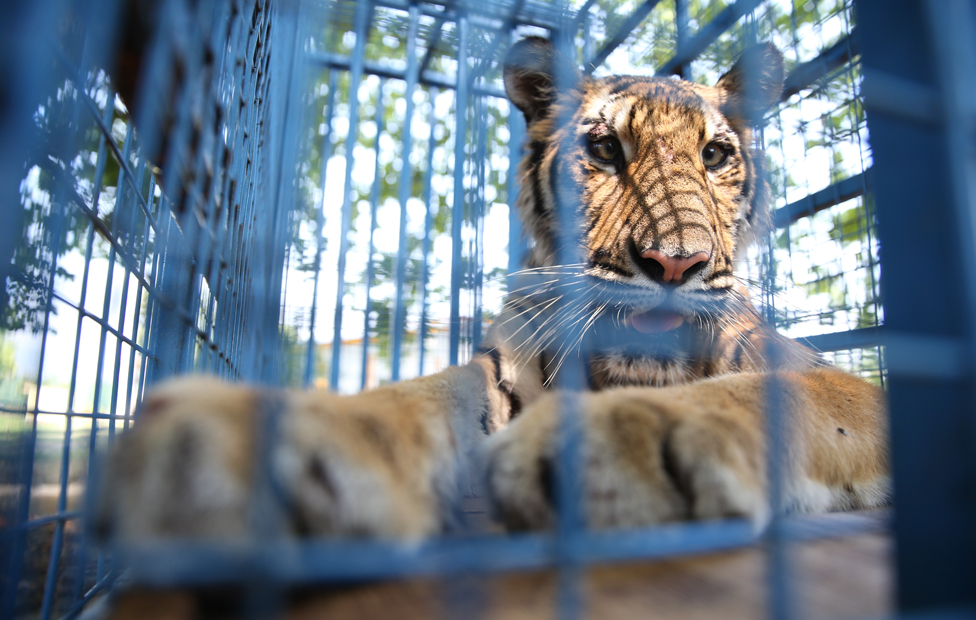 Jedan od spašenih tigrova, na proputovanju kroz Tursku