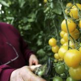 Novi Zakon o bezbednosti hrane: Uvodi li Srbija GM hranu 5