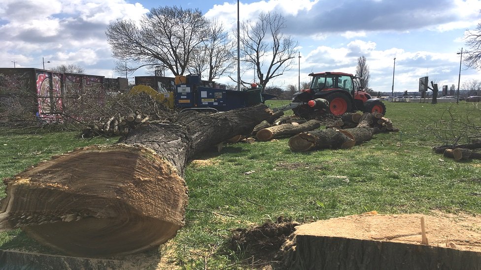 Beogradska gondola: Seča drveća na Ušću, da, gradnja - još ne 1 Seča stabala