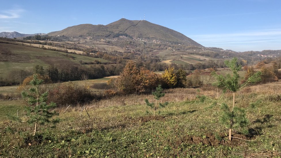 Sadnice bora Šumadija