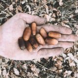 Pošumljavanje: Mladić sadi novu šumu u selu kod Čačka da bi „proizvela kiseonik za sve nas" 5