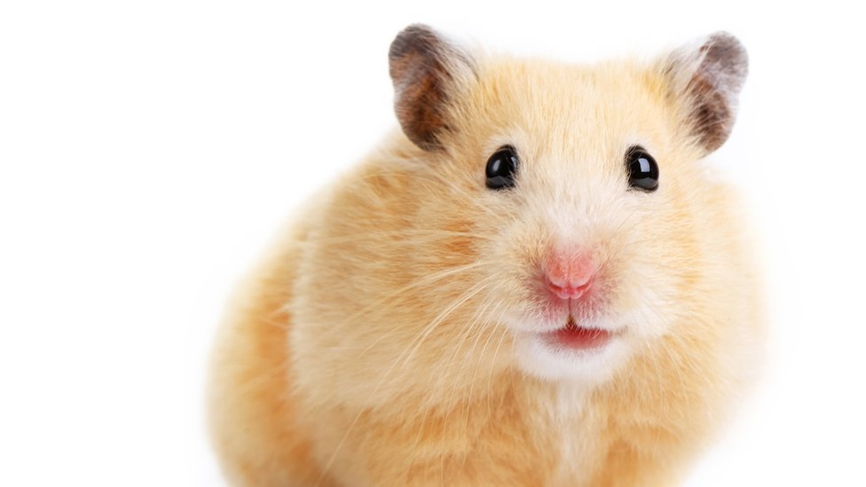 Igra prestola, život hrčka i ostale stvari koje su trajale kraće od Bregzita 1 hrčak