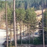 Iskrčili šumu i sagradili pogon za proizvodnju municije 7