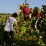 Analiza: Oko 80.000 sezonaca bi moglo da radi legalno 3